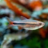 Rasbora lacrimula 2,5 cm.